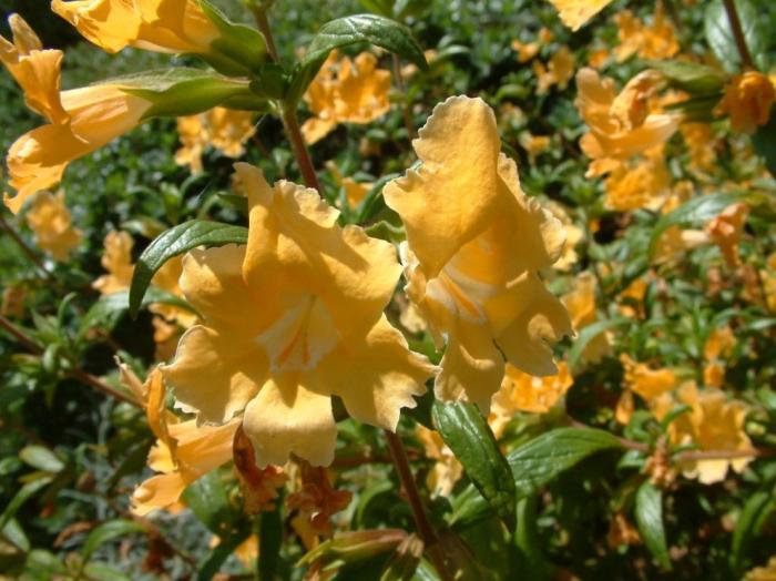 Mimulus aurantiacus