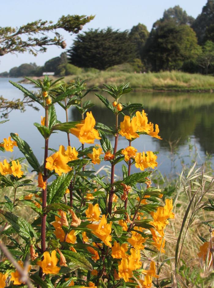 Plant photo of: Mimulus aurantiacus