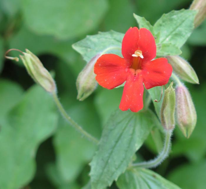 Plant photo of: Mimulus cardinalis