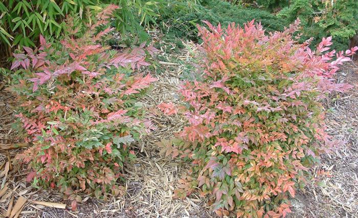 Nandina domestica 'Gulf Stream'