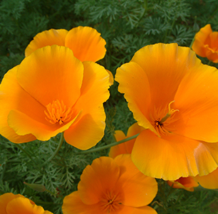 California Native Plants