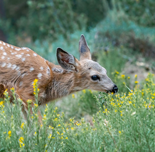 Deer Resistant Plants