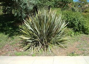 New Zealand Flax