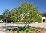 Crape Myrtle