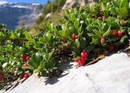 Bearberry