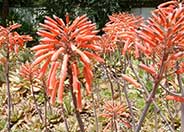 Shrimp Pink Aloe