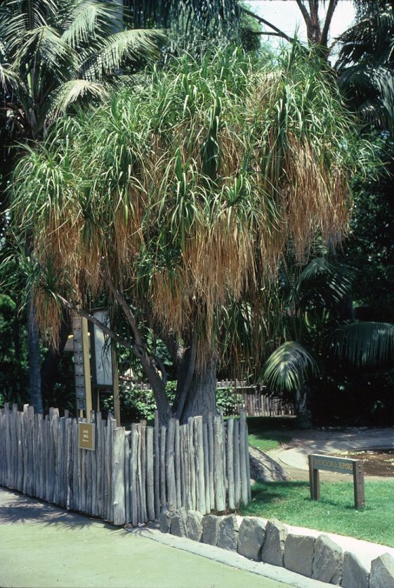 Pony Tail or Bottle Palm, Beaucarne