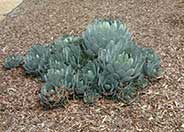 Huachuca Agave, Orange Century Plan