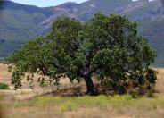 Coast  Live Oak