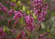 Western Redbud