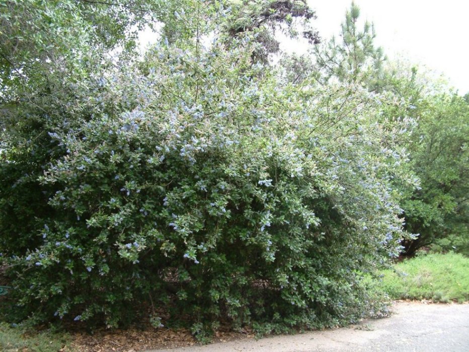 Ray Hartman Ceanothus